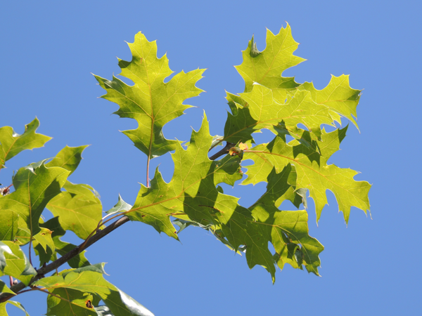 Quercus-acerifolia