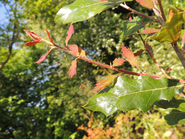 Quercus acutifolia Née