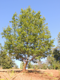 Quercus buckleyi