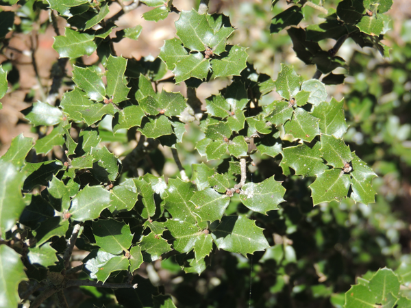 Quercus coccifera ssp calliprinos