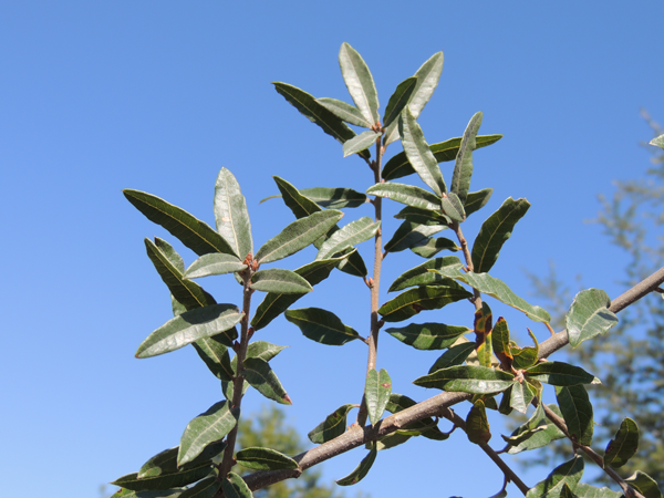 Quercus crassipes