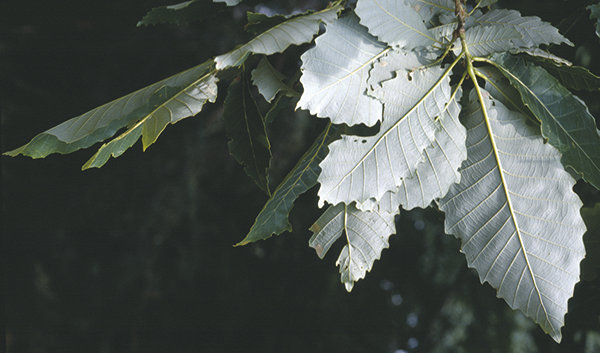 Quercus aliena Blume