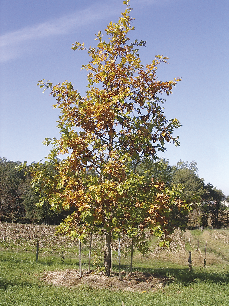 quercus bicolor