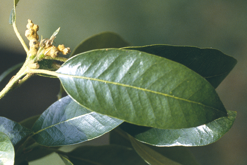 Quercus chrysolepis Liebm.