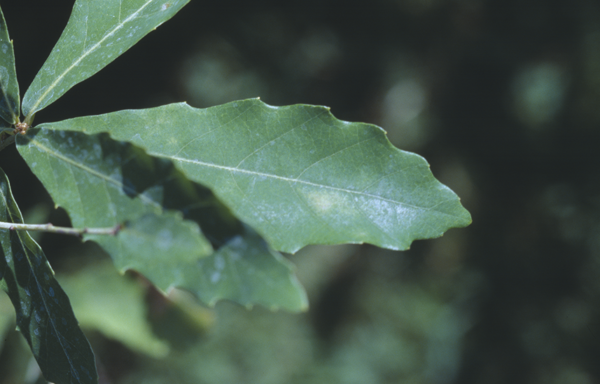 Quercus durata Jepson.