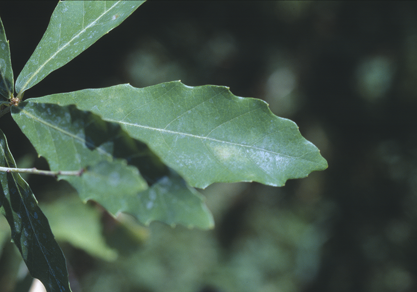 Quercus durata Jepson.