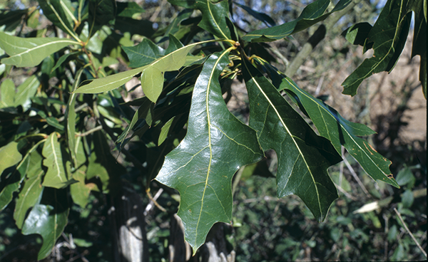 Quercus laevis Walt.