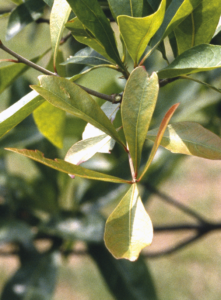 Quercus laurifolia