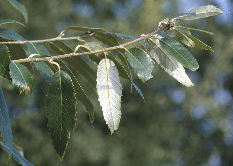 Quercus leucotrichophora