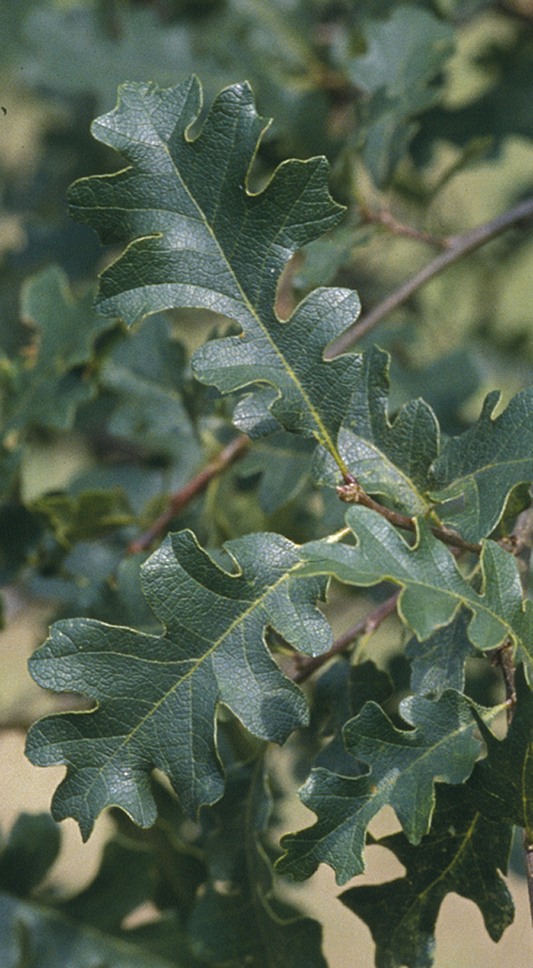 Quercus lobata Oliv.