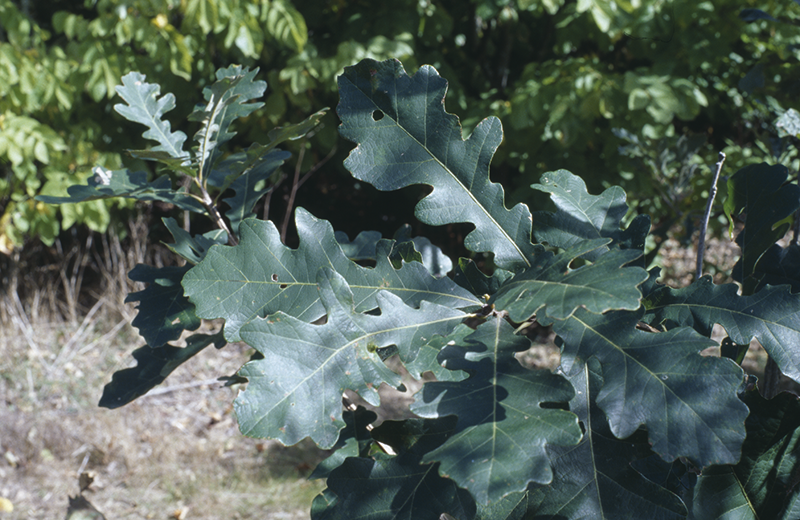 Quercus macrocarpa