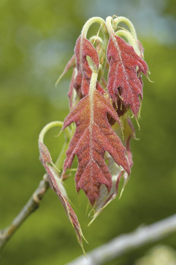 Quercus shumardii