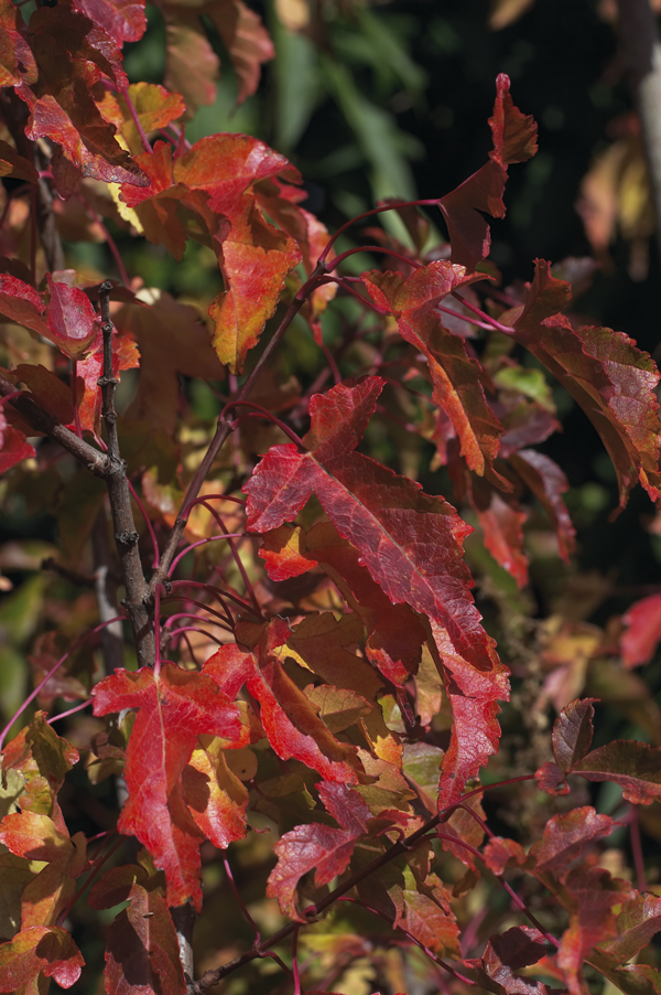 Acer tataricum Linné