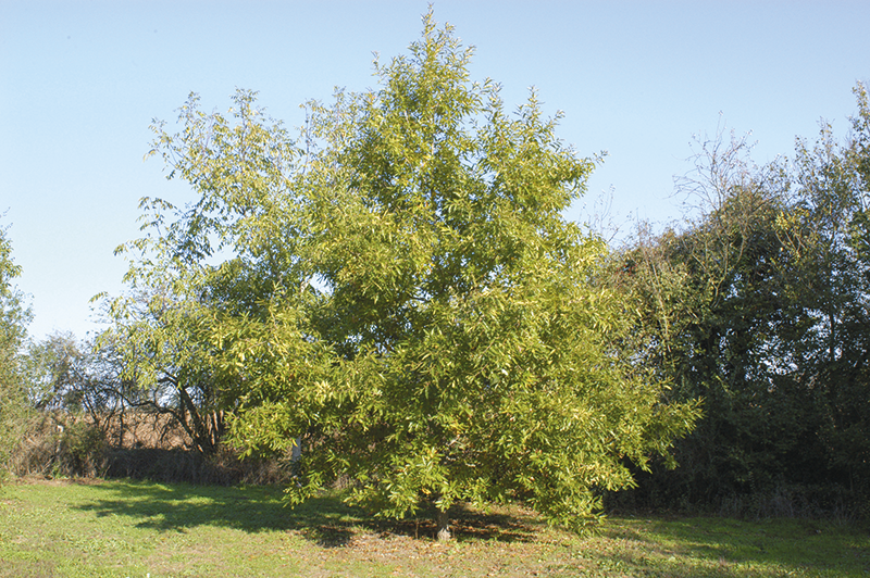 quercus acutissima