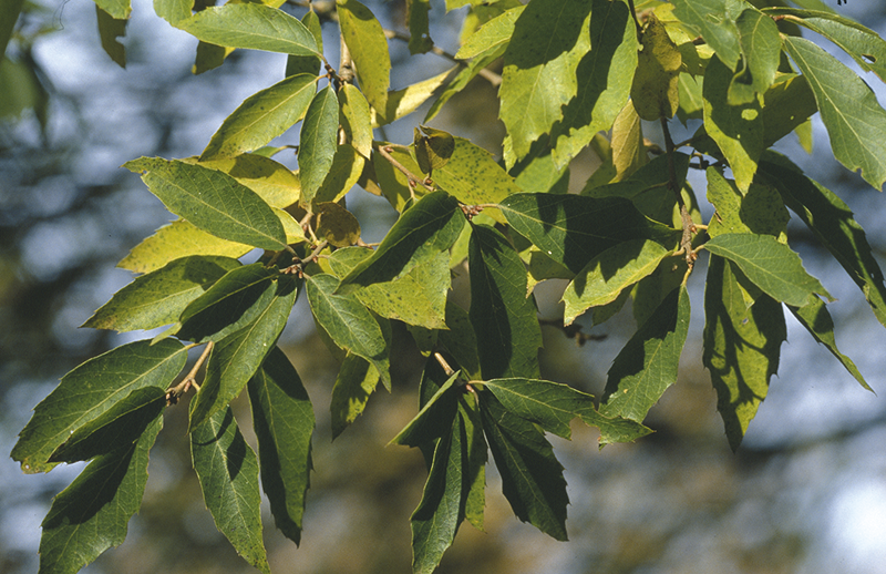 Quercus baronii Skan.