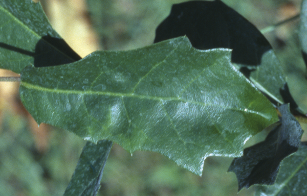 Quercus chapmanii Sarg.