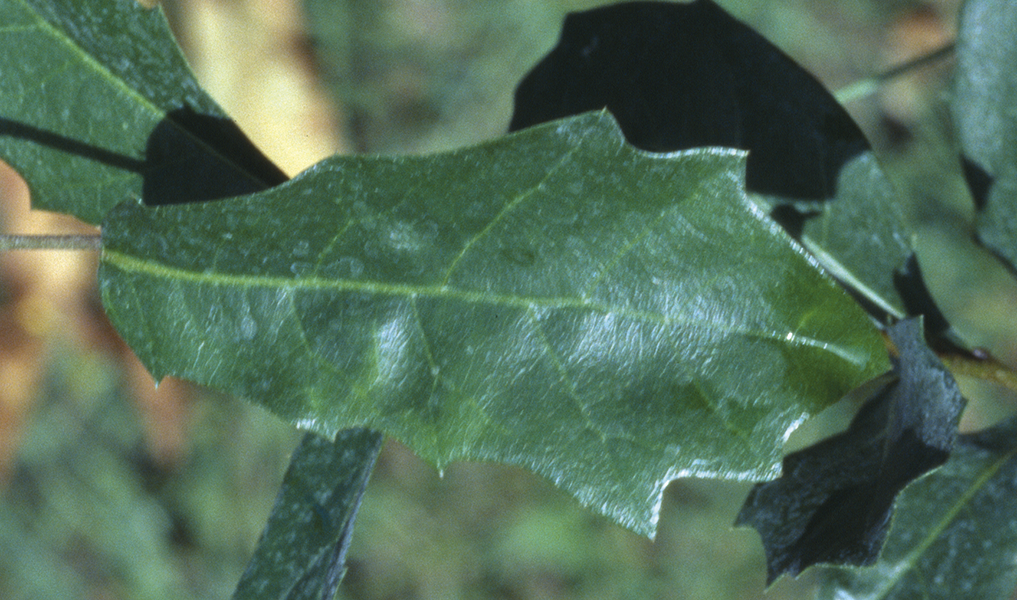 Quercus chapmanii