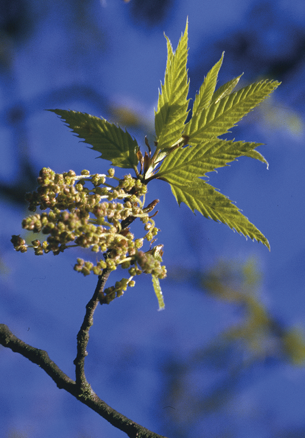 Quercus libanii G. Olivier