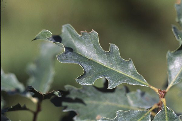 Quercus x undulata Torr.