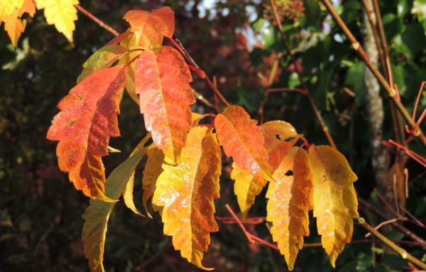 Acer cissifolium (Sieb. & Zucc.) Koch