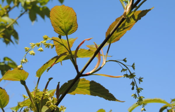 Acer davidii Franch.