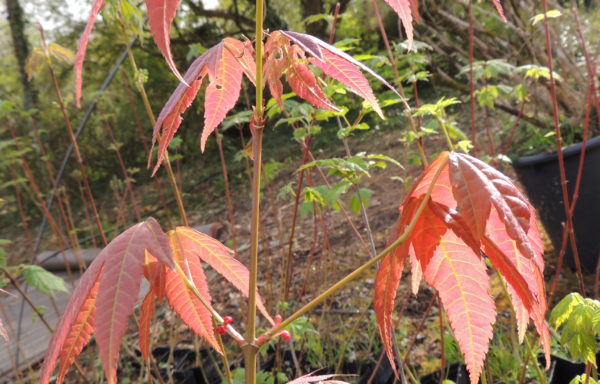 Acer elegantulum W.P.Fang & P.L.Chiu