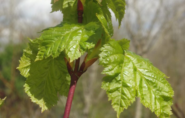 Acer glabrum Torr.