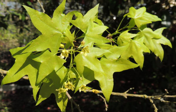 Acer pictum Thunb.