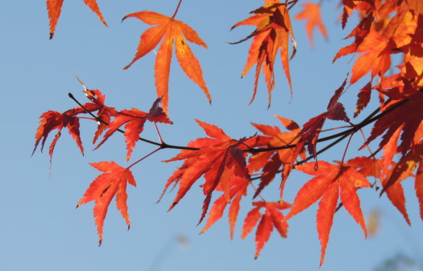 Acer palmatum Thunb.