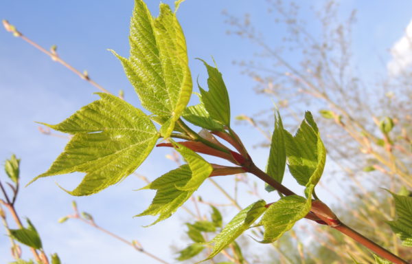 Acer pensylvanicum L.