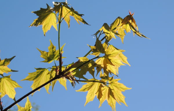 Acer saccharum Marshall