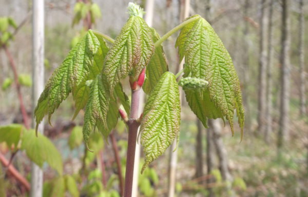 Acer spicatum Lam.