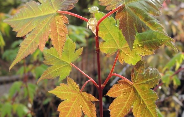 Acer caudatum subsp. ukurundense (Trautv. & C.A.Mey.) E.Murray