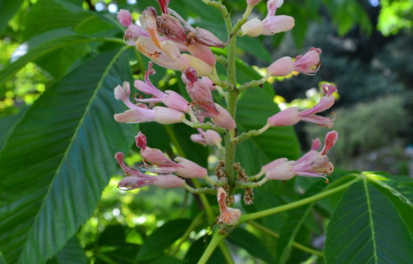 Aesculus x woerlitzensis Koehne