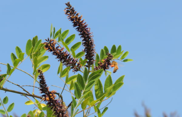 Amorpha glabra Poir.