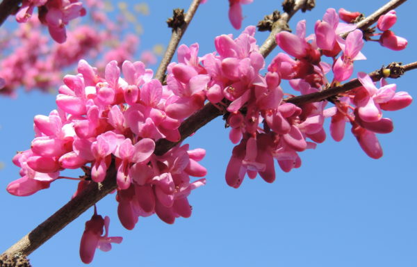 Cercis chinensis Bunge