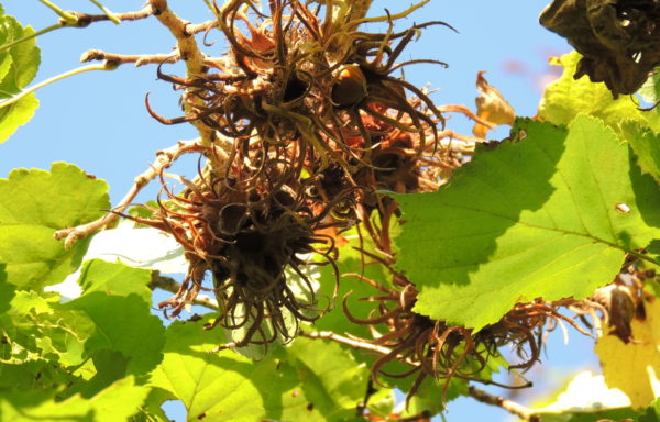 Corylus colurna L.