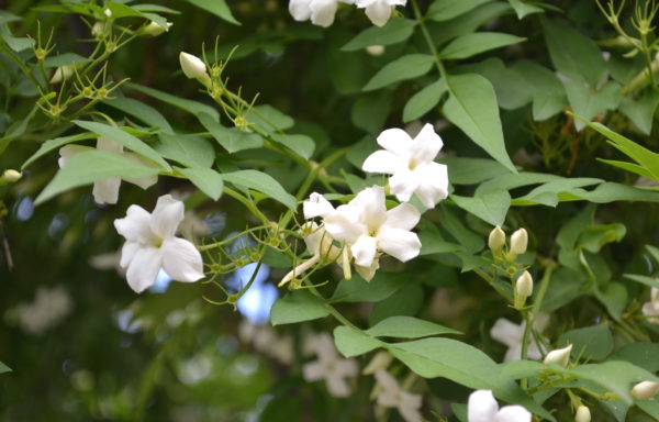 Jasminum officinale L.