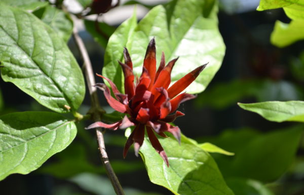 Calycanthus floridus L.