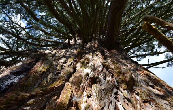 Sequoiadendron giganteum (Lindl.) J.Buchholz