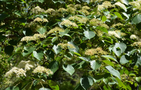 Cornus controversa Hemsl.