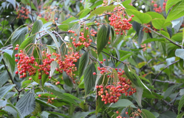 Viburnum betulifolium Batalin