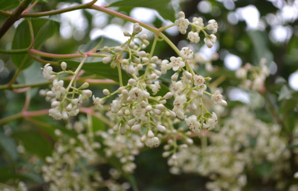 Viburnum × hillieri Stearn ‘Winton’