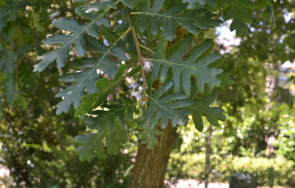 Quercus pyrenaica Willd.