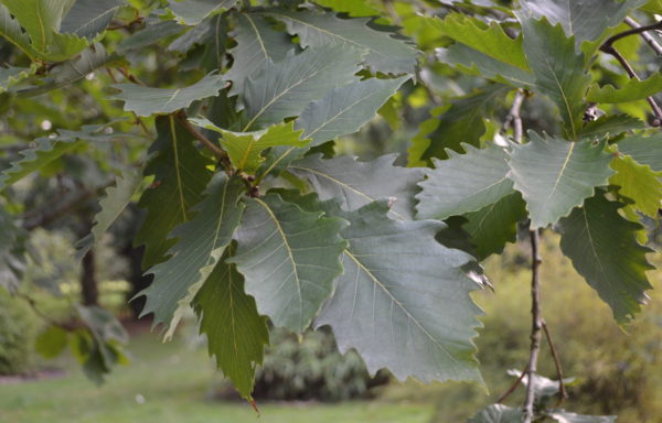 Quercus mongolica Fisch. ex Ledeb.