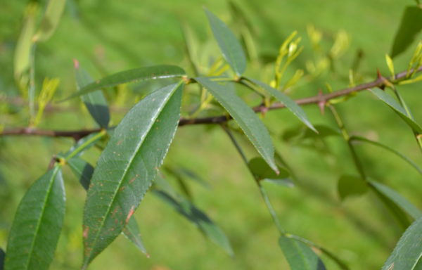 Zanthoxylum piperitum Benn.