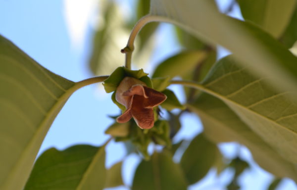 Diospyros virginiana L.