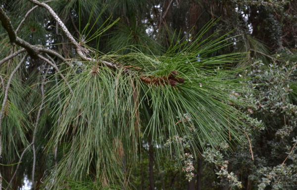 Pinus ponderosa Douglas ex C.Lawson