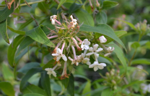 Abelia mosanensis I.C.Chung ex Nakai