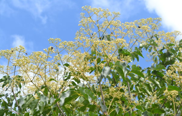 Tetradium daniellii (Benn.) T.G.Hartley